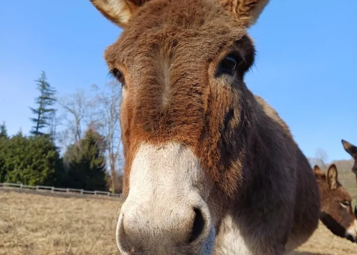 La Rindola Κατάλυμα σε φάρμα