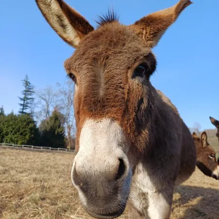 La Rindola Farm stay